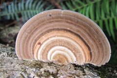 mushroom - Knysna Forest