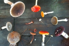 mushroom - Knysna Forest