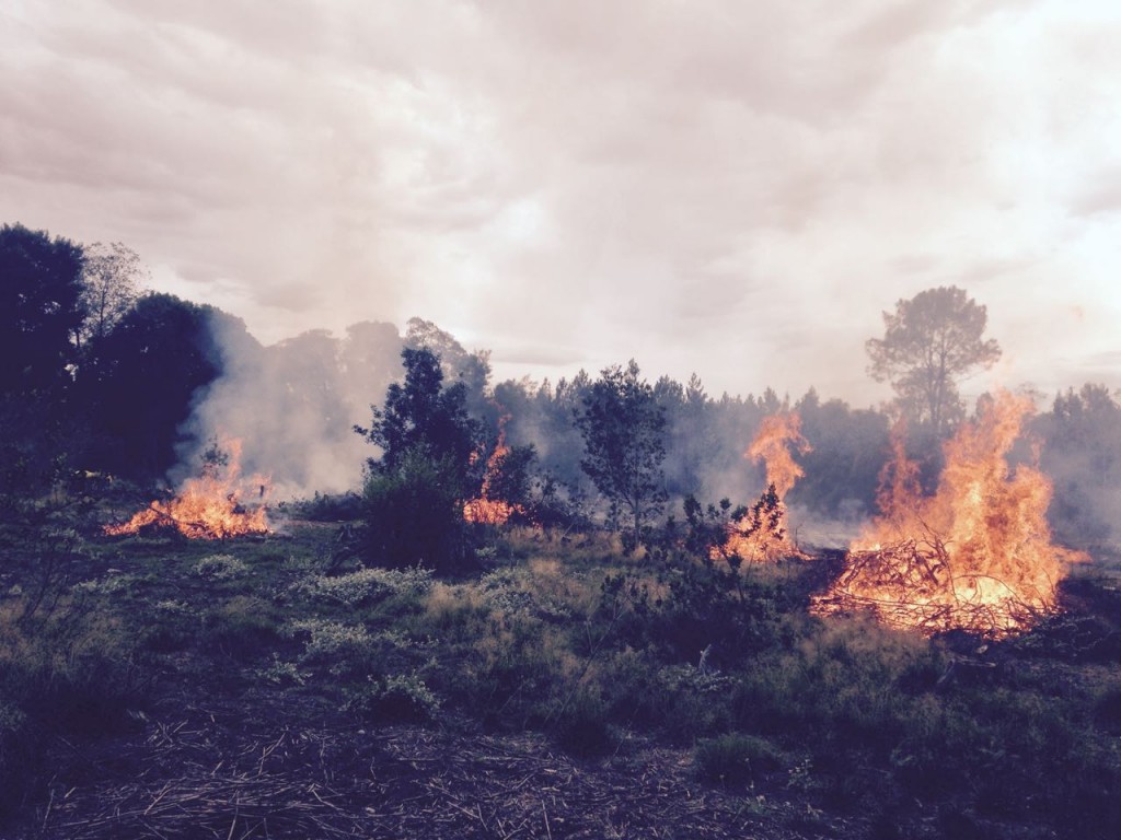 Knysna Forest, controlled burn